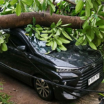 pohon-tumbang-timpa-2-mobil-di-jayakarta