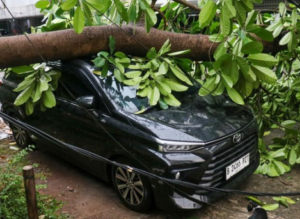 pohon-tumbang-timpa-2-mobil-di-jayakarta