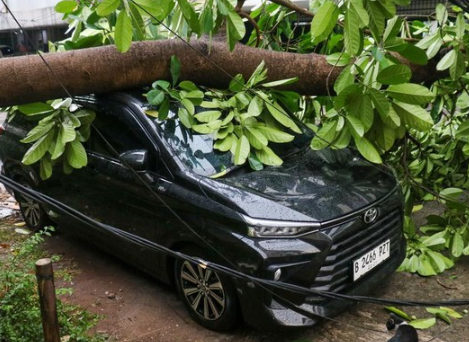 pohon-tumbang-timpa-2-mobil-di-jayakarta